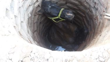 En la previa de su día, Bomberos comenzaron los festejos con el rescate de un caballo