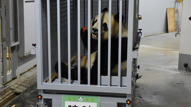 Diferencias diplomáticas: China le sacó los pandas a Japón