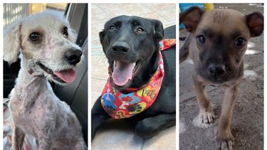 Los CV de los perritos sanjuaninos que están buscando una familia en abril