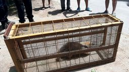En Valle Fértil rescataron a un oso melero