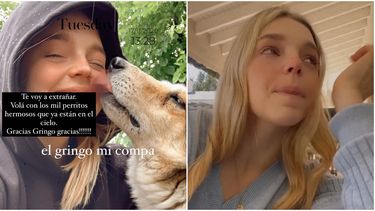 El dolor de una influencer sanjuanina: mataron al perro de su barrio y salió a concientizar