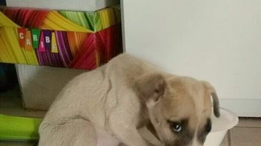 Desgarrador: salvaron a una perrita cuando niños la ahorcaban