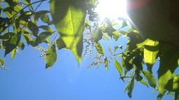 Un domingo con máxima de 29º y algunas nubes