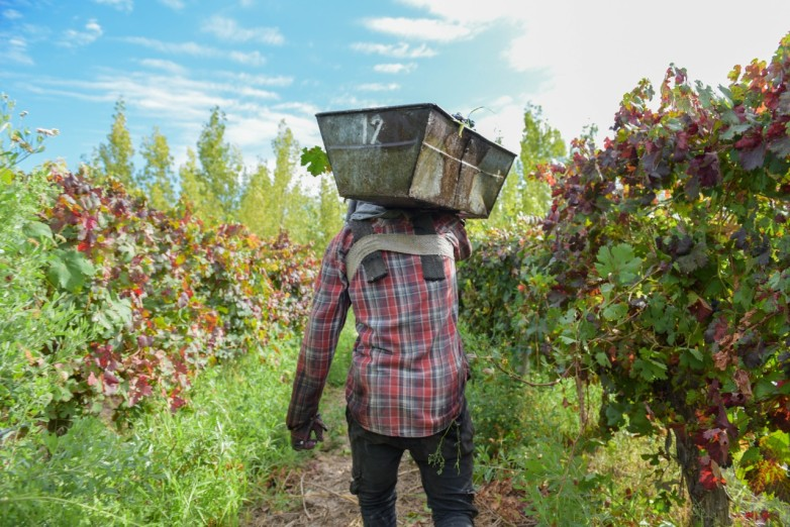 Sin eventos climáticos de peso, San Juan se encamina a una cosecha con buena producción, pero el exceso de vino en bodega y la caída del consumo complican las perspectivas para el viñatero.