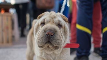 GuauMiau Fest en Rivadavia para ayudar a los animales