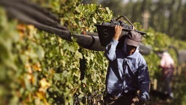 Destinarán $6,5 millones para capacitar a productores vitícolas