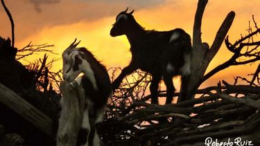 En el cumpleaños de los sanjuaninos, una zambita nuestra con interpretación única