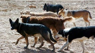 La muerte de Sahir, el niño atacado por una jauría de perros, impacta en medios nacionales