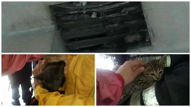 Bomberos rescataron dos gatitos que estaban atrapados en un respiradero