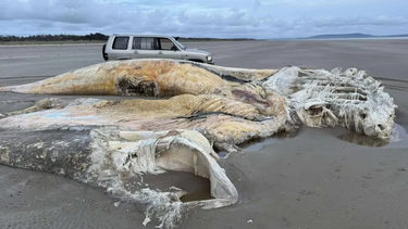 Aterrador descubrimiento en Gran Bretaña: las fotos de la misteriosa criatura que apareció en una playa