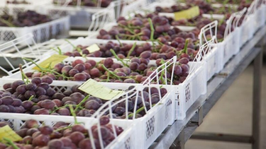 Lanzaron una línea de crédito para agroindustriales sanjuaninos, con financiamiento de hasta 300 millones