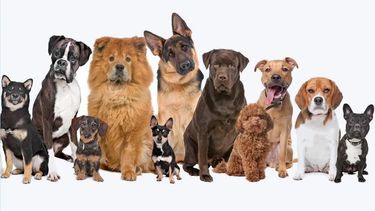 Hay razas de perros que son más inteligentes que otras, según distintas investigaciones.