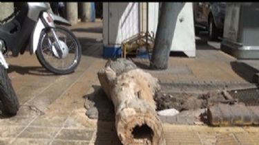 Un árbol cayó completo por el Zonda en pleno centro