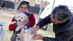 Si vivís en Capital, mirá dónde podes vacunar y desparasitar a tu mascota gratis