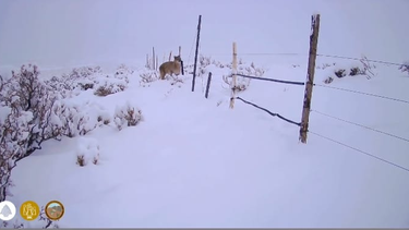 Un paseo felino entre la nieve: filmaron a dos pumas recorriendo el Parque Nacional El Leoncito
