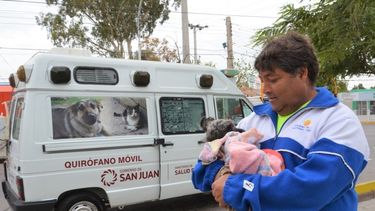 Qué hacer si te muerde un perro o un gato