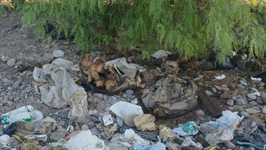 Aberrante: encontraron un cementerio de perros y gatos en Pocito