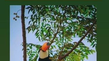 Lo que faltaba: apareció un tucán en Chimbas
