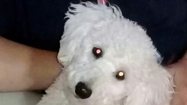 Buscan a su perrito y ofrecen más de 20 mil pesos de recompensa