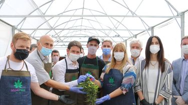 Histórico: comenzó la primera cosecha de cannabis medicinal en San Juan