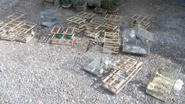 Aves, la especie más rescatada por Ambiente en el 2017