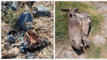 Descubrieron otro cementerio de caballos, esta vez en el Médano de Oro