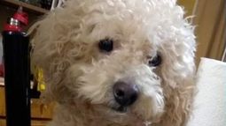 Nos devolvieron a Bono, la alegría de una familia que se reencontró con su mascota