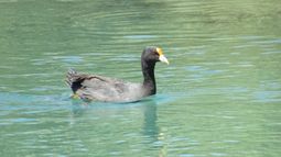 Rescataron una gallareta en San Juan y la devolvieron a su hábitat natural