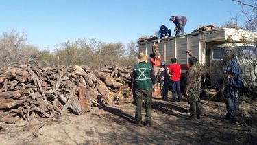 Casi 50 aves y madera de bosques autóctonos: el mega rescate de Ambiente