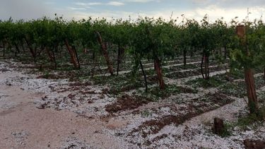 Golpe de gracia para productores de Pocito: lo perdieron todo en la última lluvia ¿y ahora? Golpe de gracia para productores de Pocito: lo perdieron todo en la última lluvia ¿y ahora?