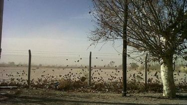 ¡Se va a descontrolar!: emiten alerta por fuerte viento Zonda