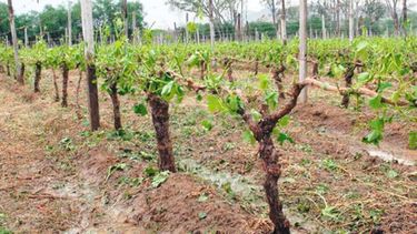 Ullum: Las heladas tardías y el granizo afectaron un 70% de la producción