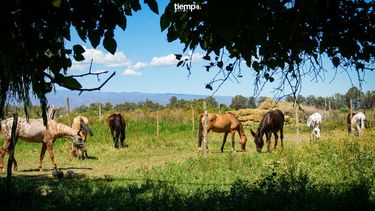 Como nunca lo viste, cómo es el lugar donde rehabilitan animales y les dan una segunda oportunidad para vivir
