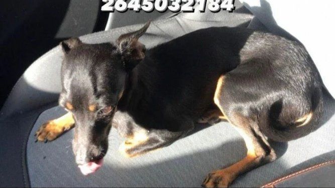 El secuestro de Pedrito: se robaron a su perrito en Villa Krause y ofrece recompensa