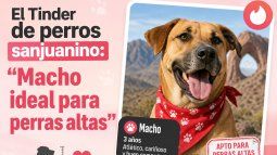 El Tinder de perros sanjuanino: Macho ideal para perras altas El Tinder de perros sanjuanino: Macho ideal para perras altas