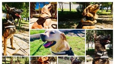 Conocé a los 8 perros que luchan contra el narcotráfico en la provincia