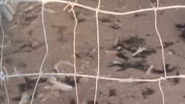 La estremecedora foto que circula en Caucete: aparecieron varios animales muertos, ¿por culpa de un perro enorme?