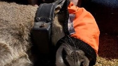 Parque Nacional San Guillermo: Investigan la relación predador- presa con los pumas