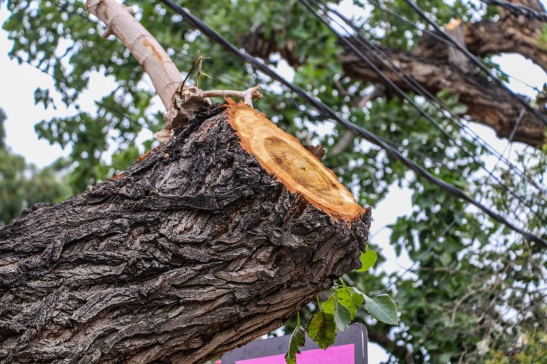 Morir aplastado por un árbol: dos enormes troncos amenazan en la zona