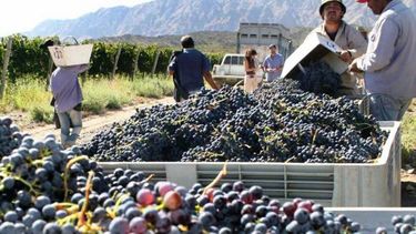 Panorama preocupante: el INV estima un 10% menos de uva en San Juan