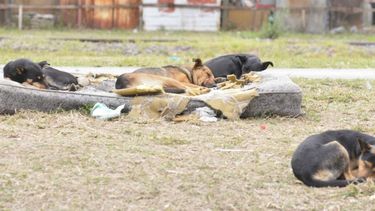 Los sanjuaninos piden medidas drásticas para evitar nuevos ataques de perros peligrosos