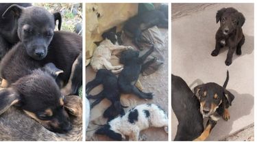 Estos son los perritos de diciembre que buscan un hogar en San Juan