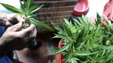 Un informe revelador potencia la empresa de cannabis medicinal en San Juan