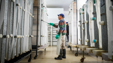 Por dentro, cómo es la BioPlanta San Juan, donde se produce la esterización de moscas y reproducción de avispas para luchar contra la mosca de los frutos.