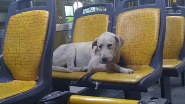 La nueva ley integral de Transporte incluye la posibilidad de transportar mascotas en los colectivos en San Juan.