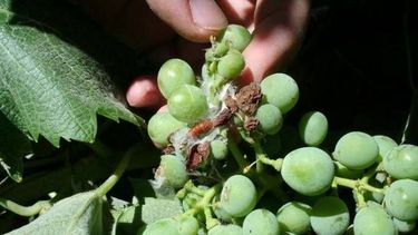 Capacitación para productores vitícolas sobre Lobesia botrana