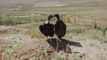 Liberaron a dos cóndores andinos en Angualasto con una celebración ancestral