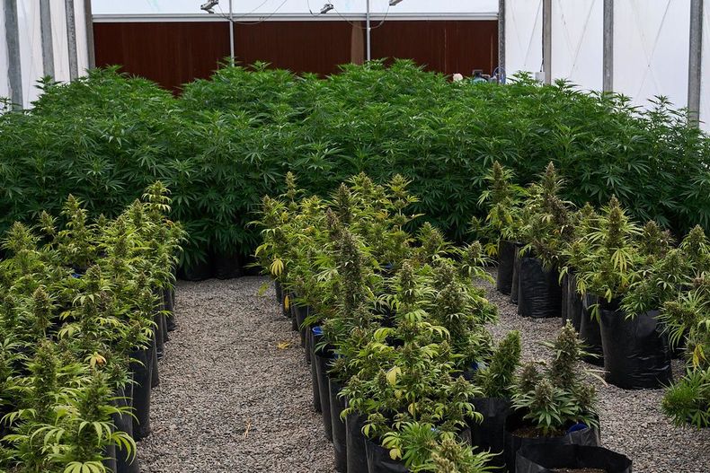 San Juan apuesta fuerte al Cannabis Medicinal y ya tiene sus primeras cosechas.