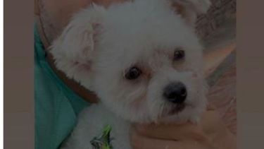 Búsqueda en San Juan: paga hasta $50.000 para reencontrarse con su perro