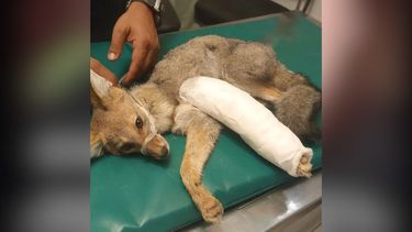 Un zorro gris volvió a su hábitat en San Juan: cómo fue el rescate y su recuperación